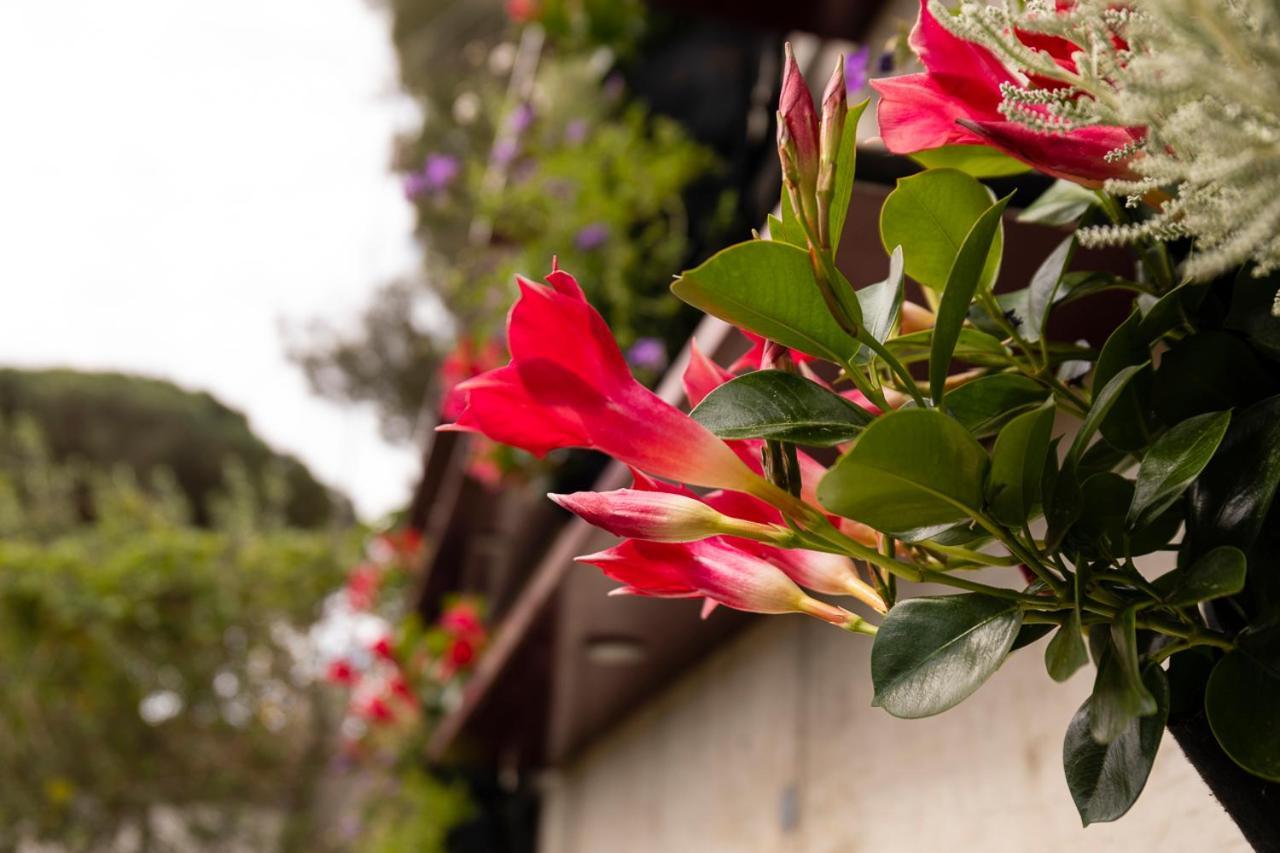 Albana Apartaments Turistics L' Escala エクステリア 写真